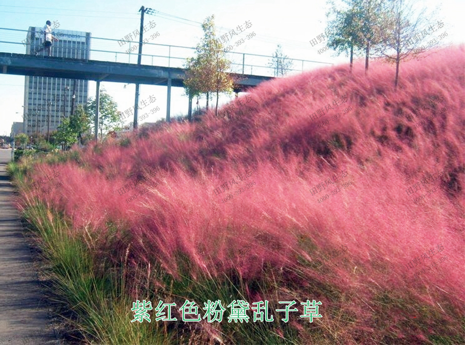 观叶植物花种
