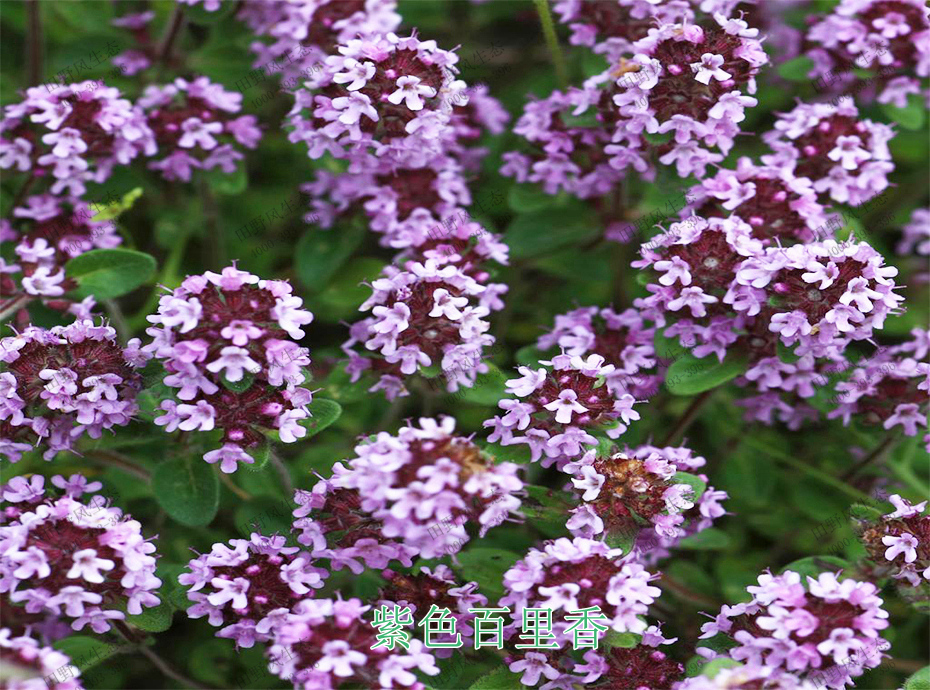 5紫色百里香