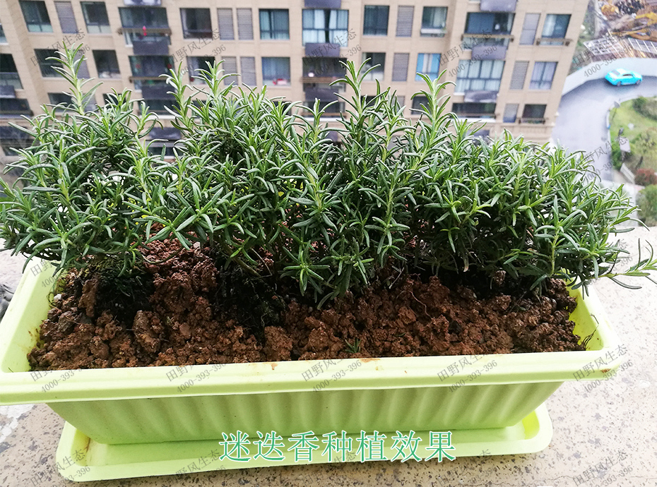 6迷迭香种植效果