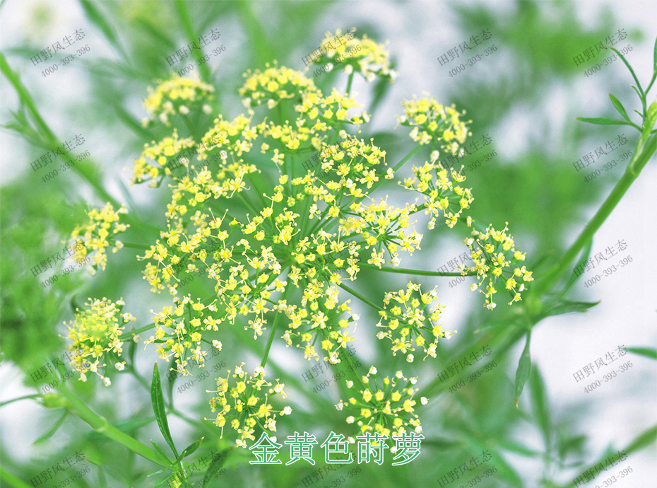 2金黄色莳萝