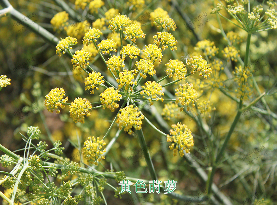 3黄色莳萝