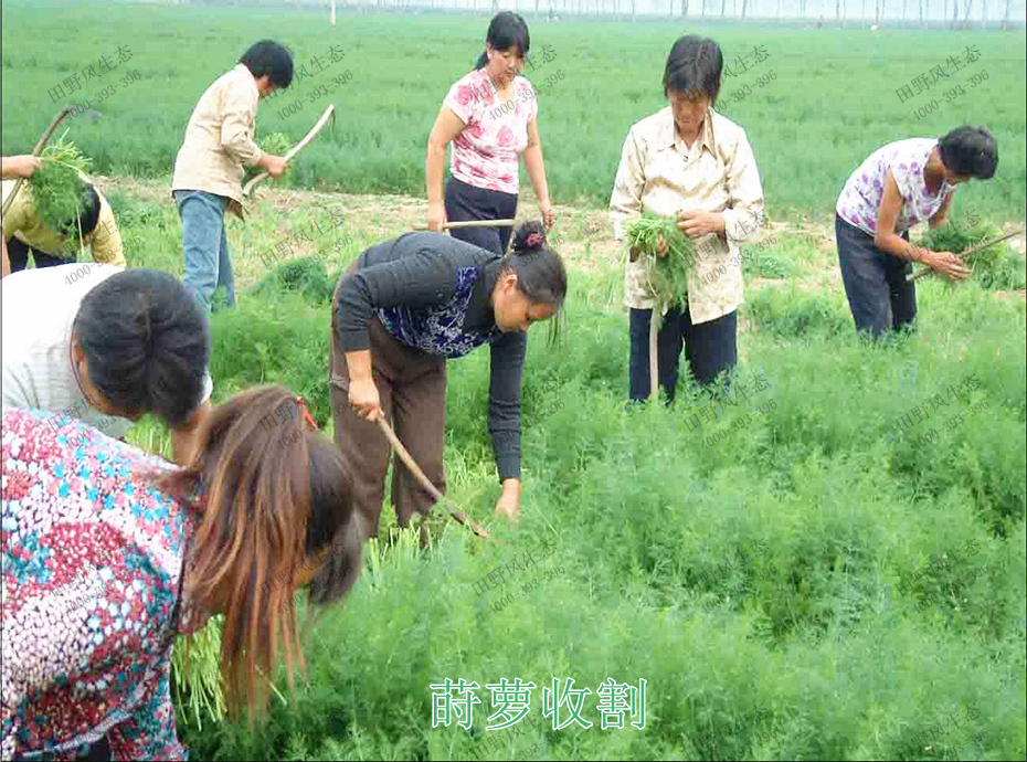 4莳萝收割