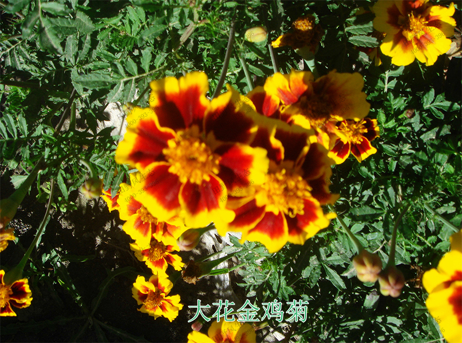 5大花金鸡菊