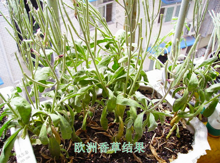 3欧洲香草结果