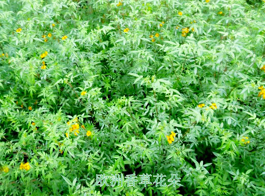 4欧洲香草花朵