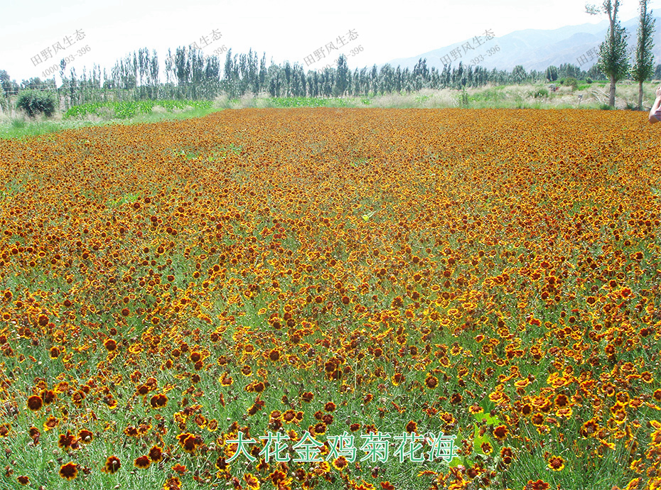 10大花金鸡菊花海