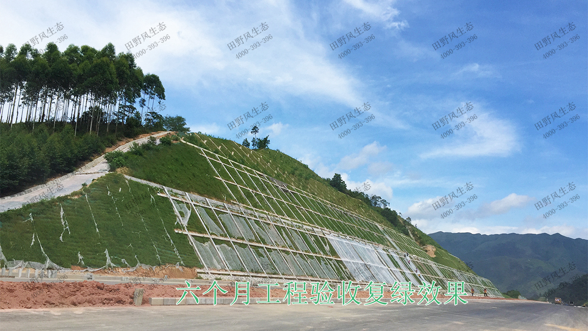 六个月工程验收复绿效果