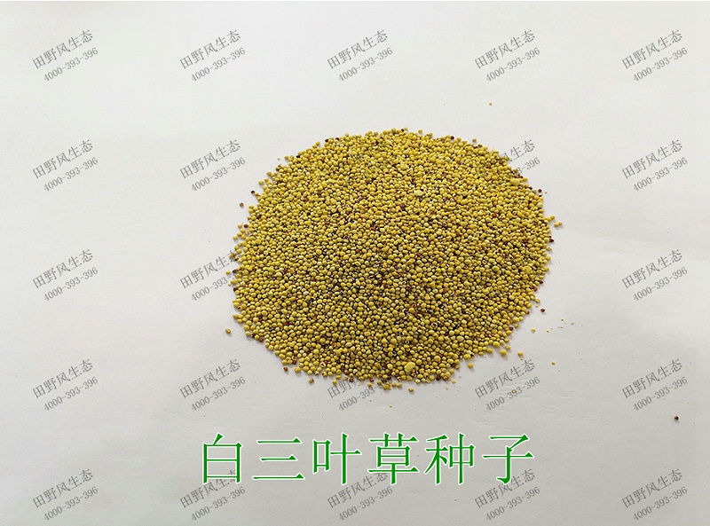 1白三叶草种子