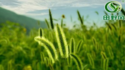 冬季种植护坡草种子