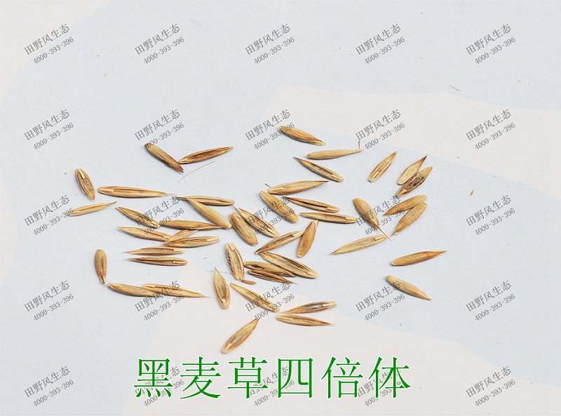 5黑麦草四倍体