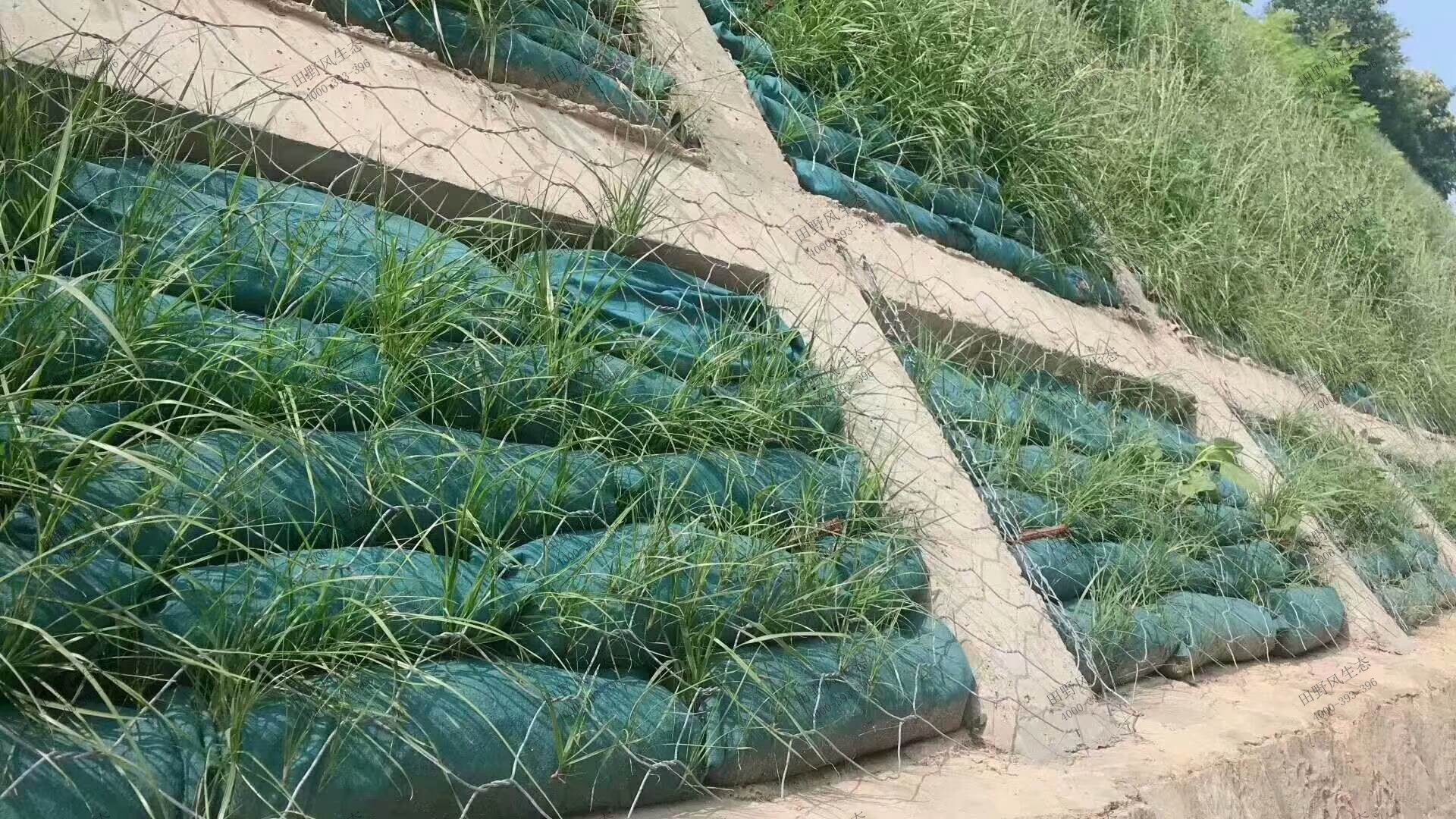 生态袋种草