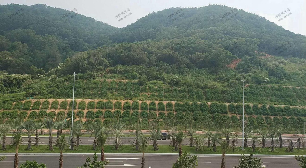 生态袋种草