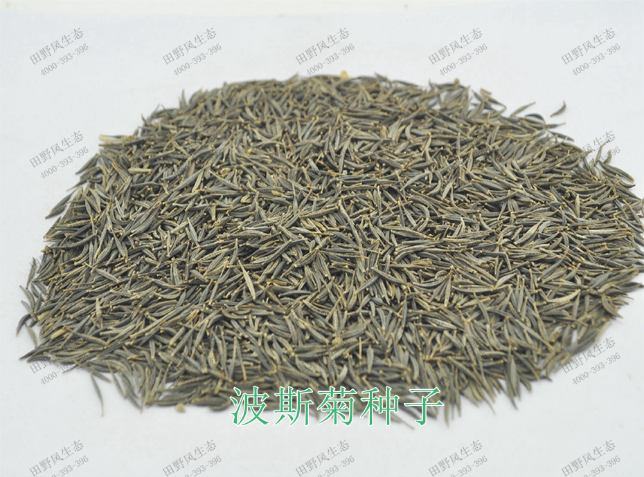 1波斯菊种子