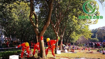 柳州园林绿化技能大赛：拼专业技能，展园林风采