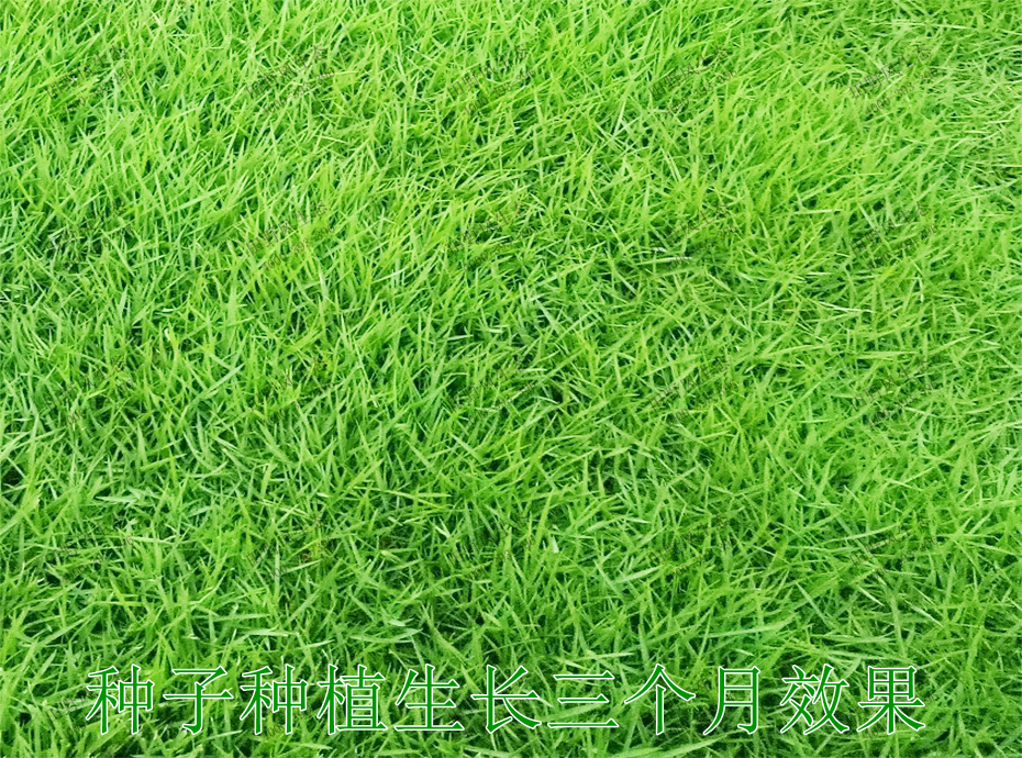 5种子种植生长3个月效果