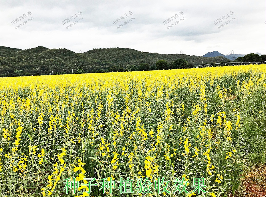 6种子种植验收效果