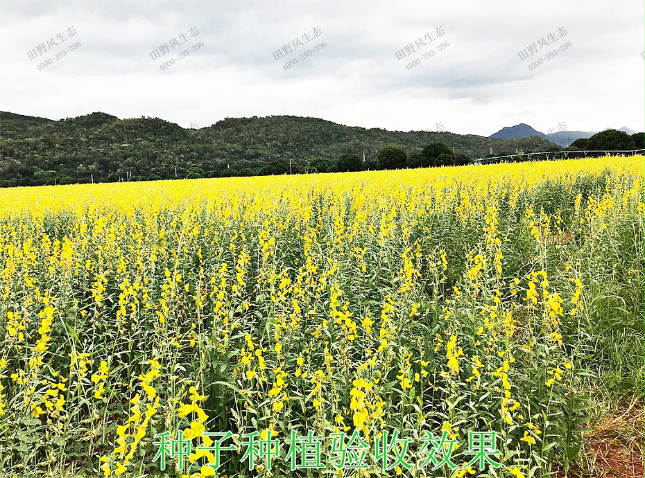 6种子种植验收效果