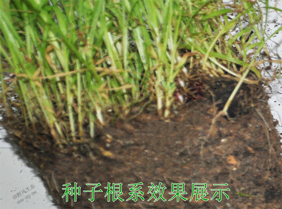 3种子根系效果展示