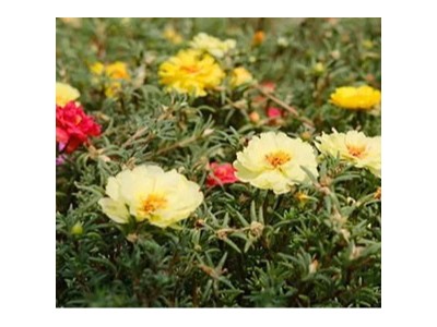 太阳花怎么养才能开花