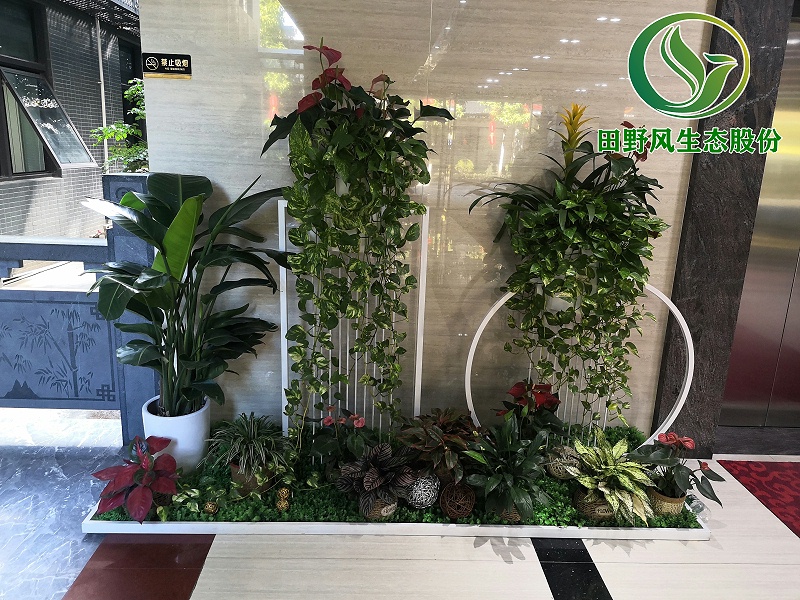 公司前厅植物租赁,公司走廊植物租赁
