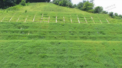 公路边坡绿化植物怎么选择？