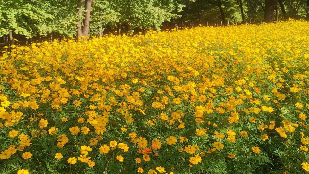 花种批发