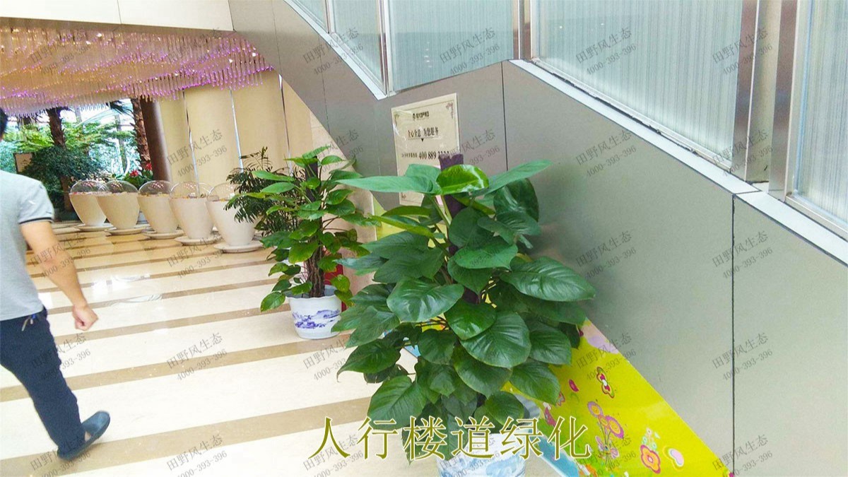 广东省人民医院绿植租摆合作案例展示