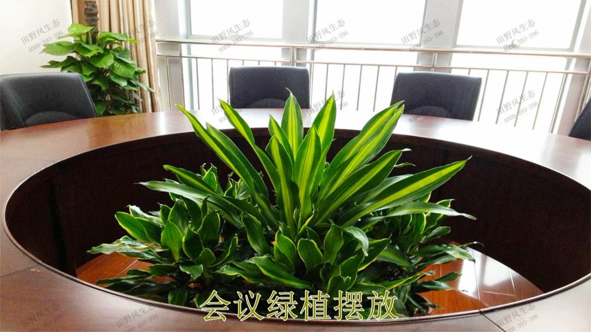 广州市东泰化工有限公司绿植租赁案例