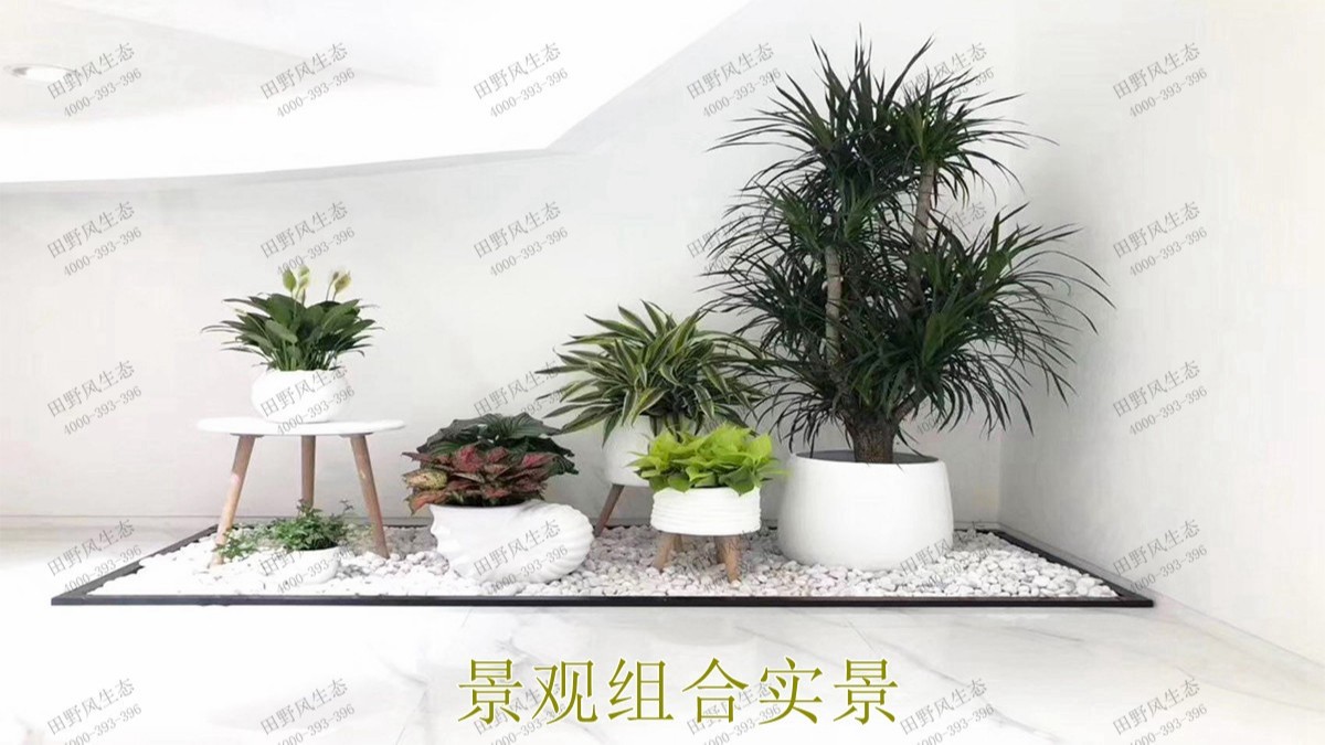 无限极绿植花卉景观租赁案例展示