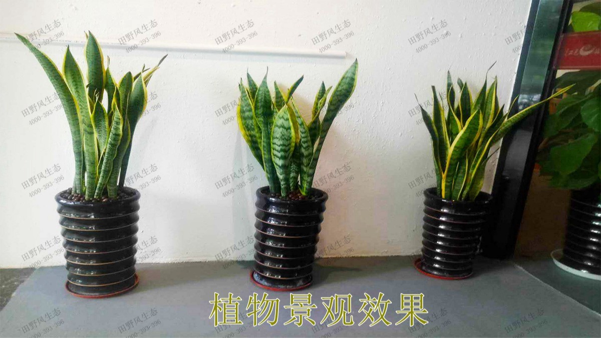 广州市怀仁堂国医植物花卉租摆合作