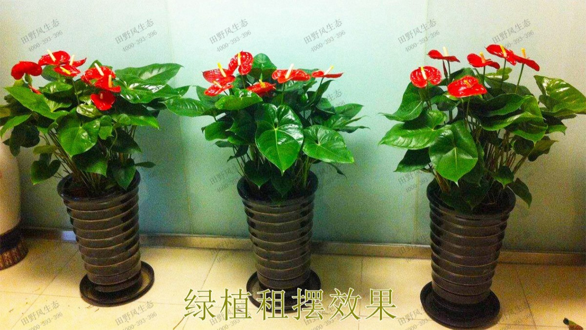 广州市怀仁堂国医植物花卉租摆合作