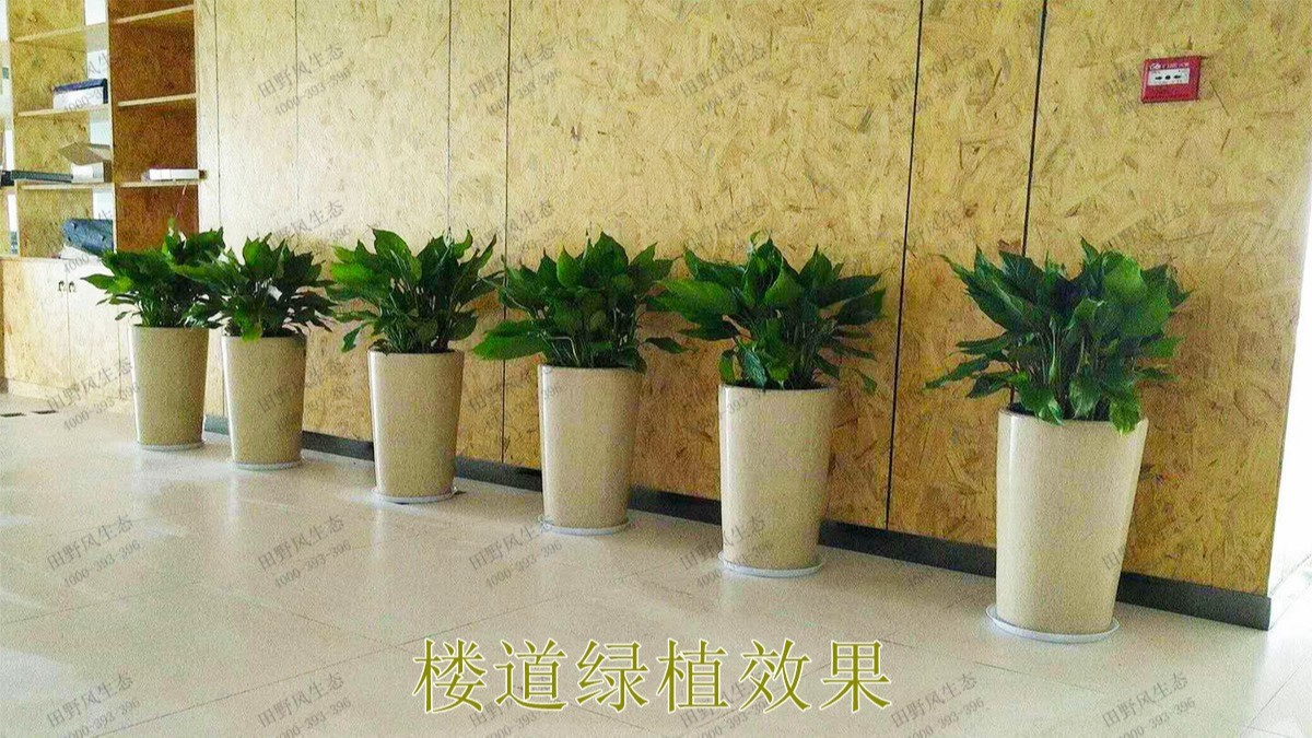 广州市怀仁堂国医植物花卉租摆合作