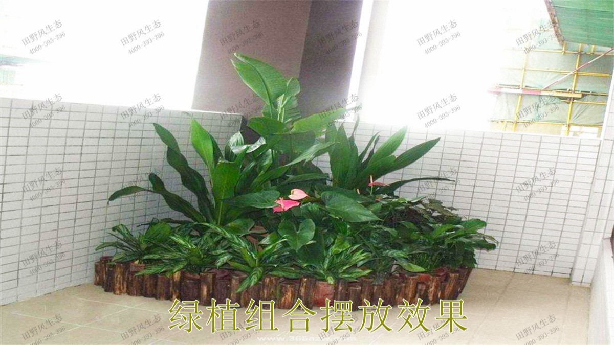 广州市怀仁堂国医植物花卉租摆合作