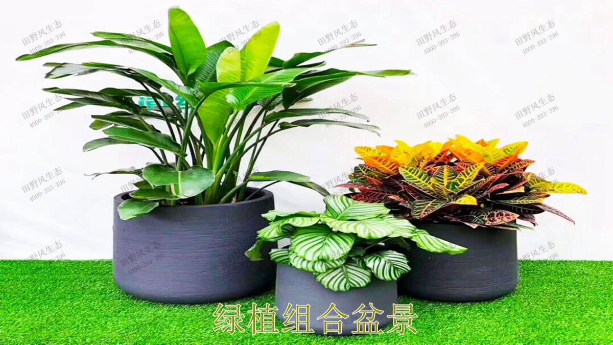 花卉植物租摆,广东省交通运输建设工程质量检测中心