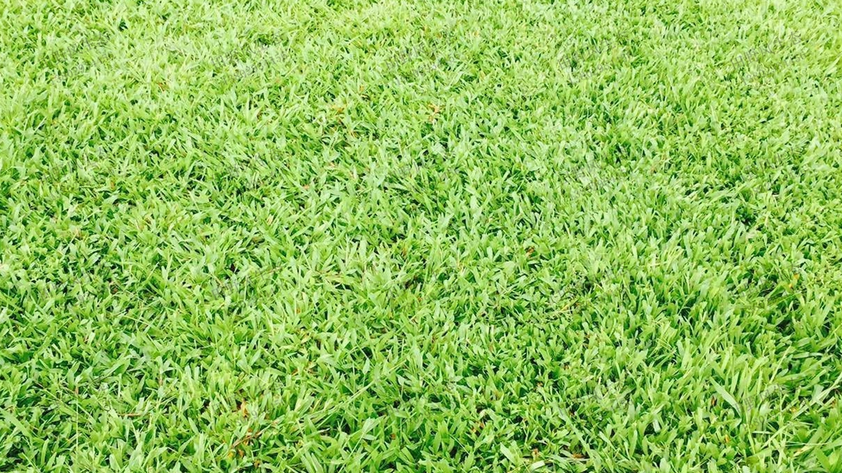 地毯草草坪草种