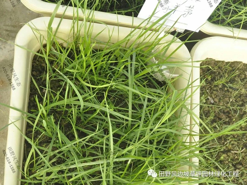 护坡喷播植草