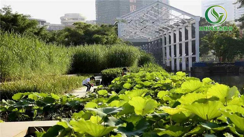 草坪养护，花草养护