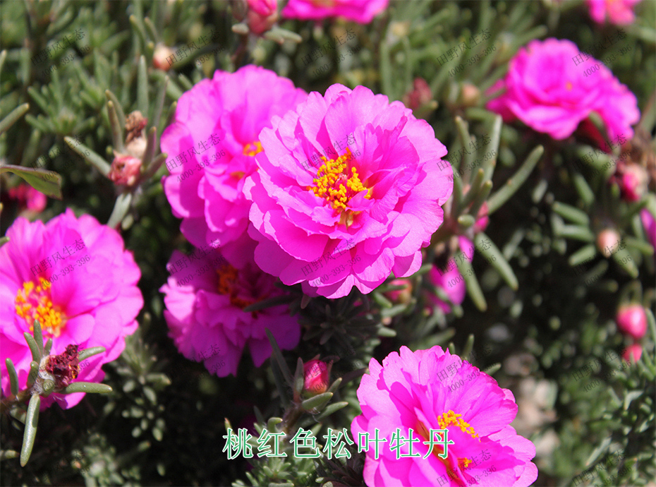 9桃红色松叶牡丹
