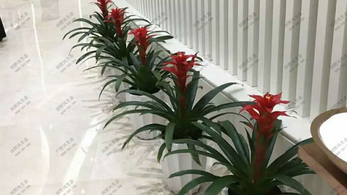 商场植物花卉组合租摆,植物租摆
