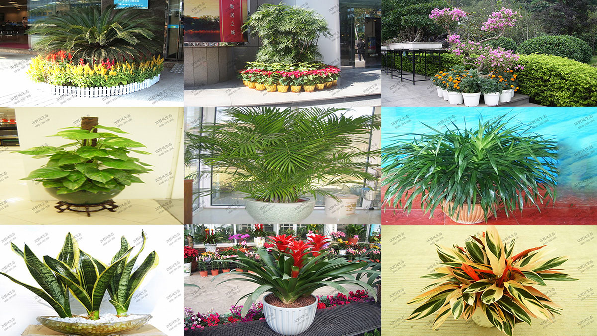 花卉植物品种