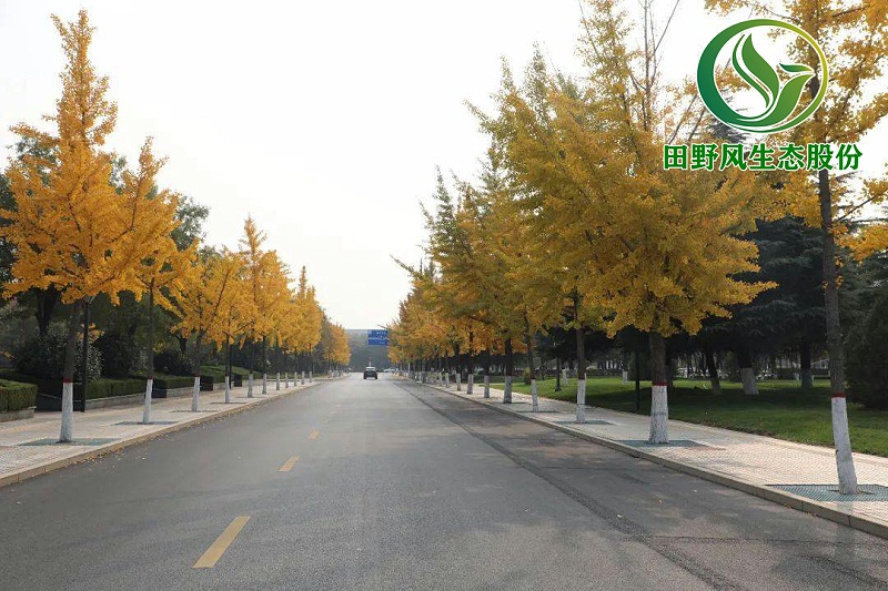 园林绿化，景观绿化