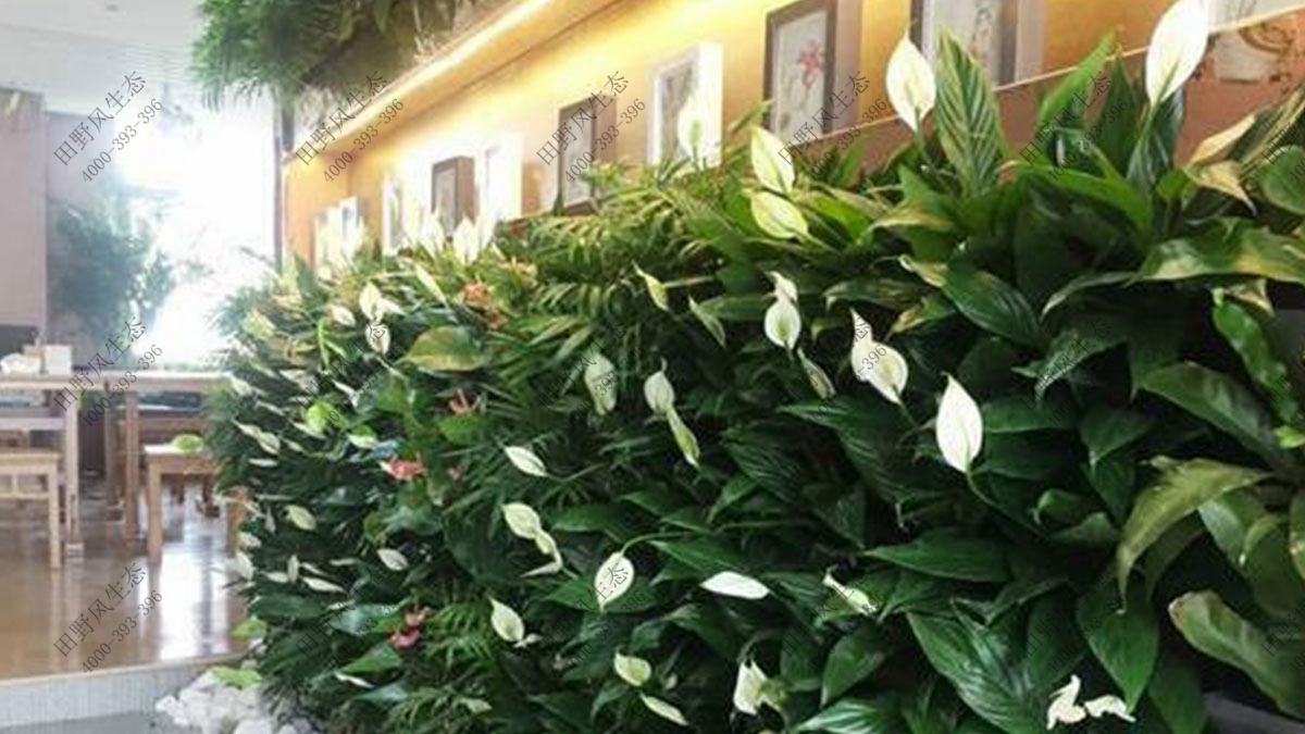 高级会所植物租赁