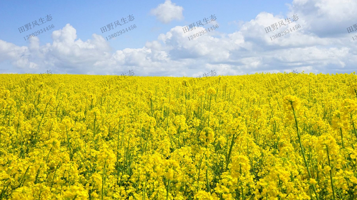 油菜花