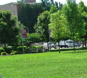 四季青草坪种子如何种