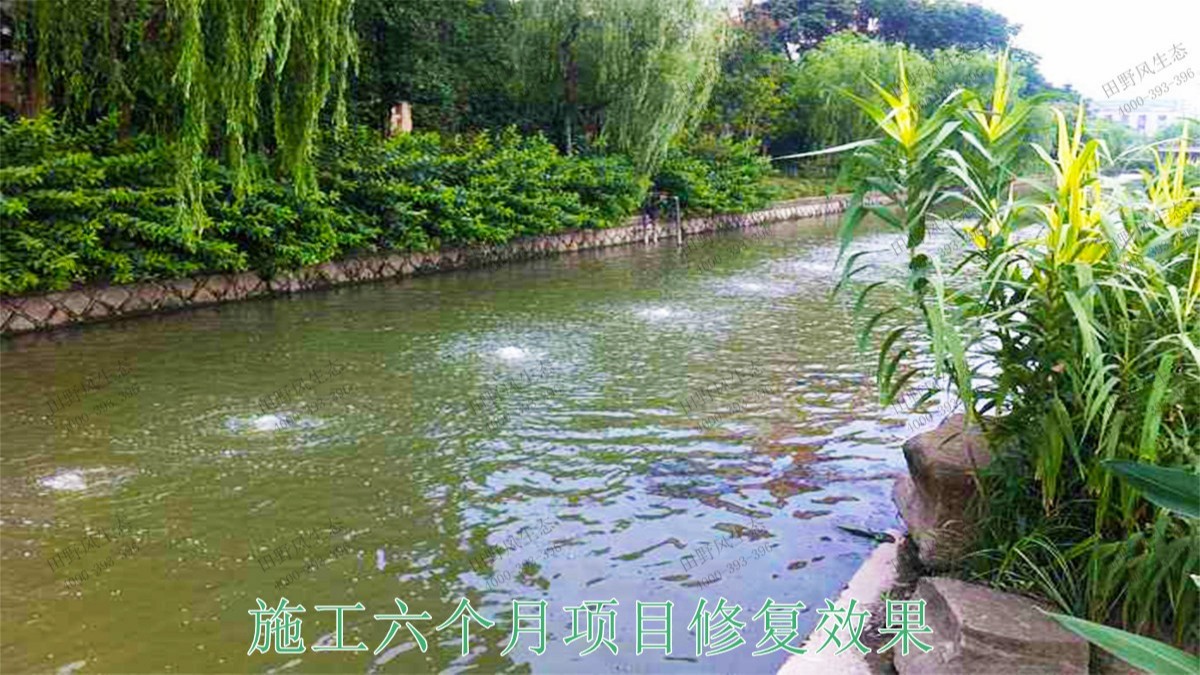 广宁县和漫水河道湖泊护坡绿化