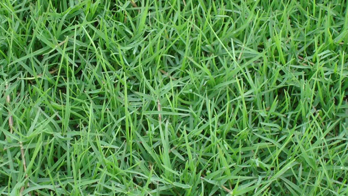 草坪绿化用什么草种