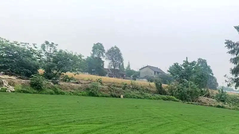 草籽 草籽