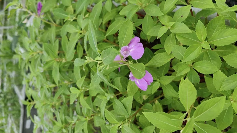 凤仙花