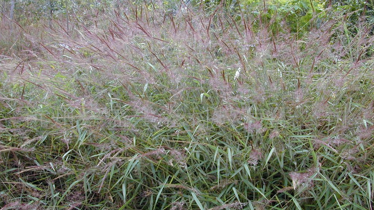 绿化草种草籽糖蜜草