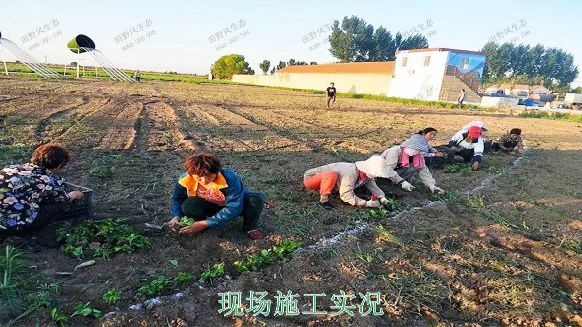 福建福州景区花海工程